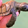 kura-kura-baby-turtle