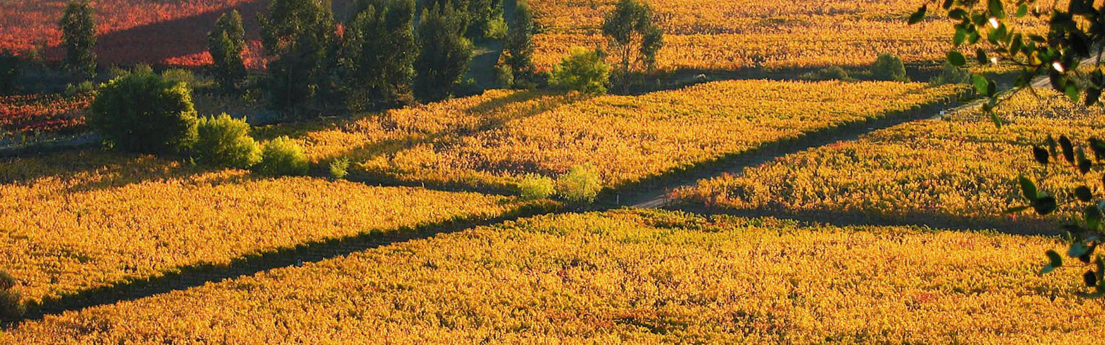 colchagua-valley-wine-region-chile
