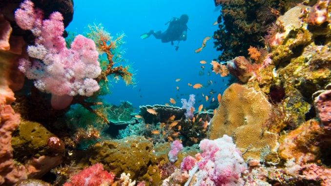diver-coral-garden
