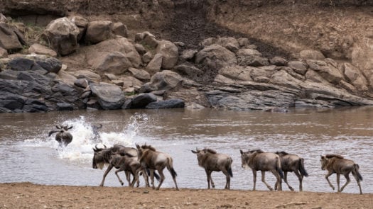 wildebeest-migration-river-crossing