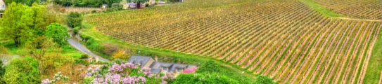 vineyard-loire-valley-france