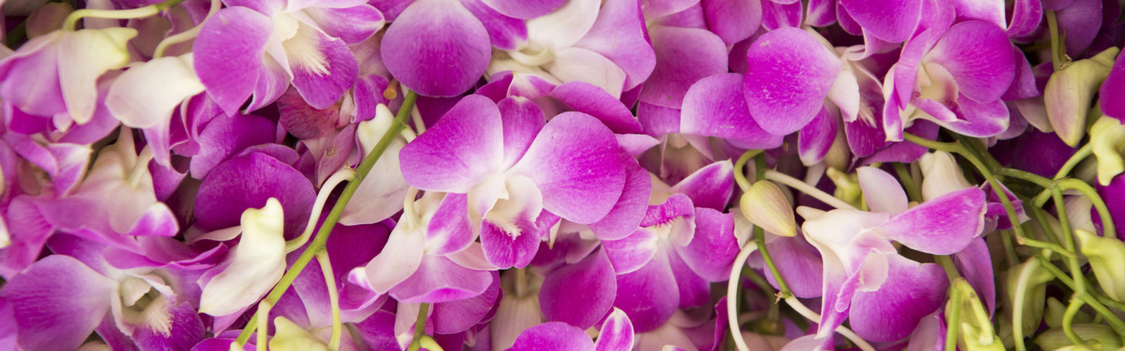 thailand-orchids