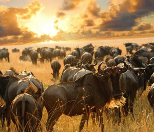 Herd of wildebeest grazing in the plains of the Serengeti National Park, Tanzania, at sunset