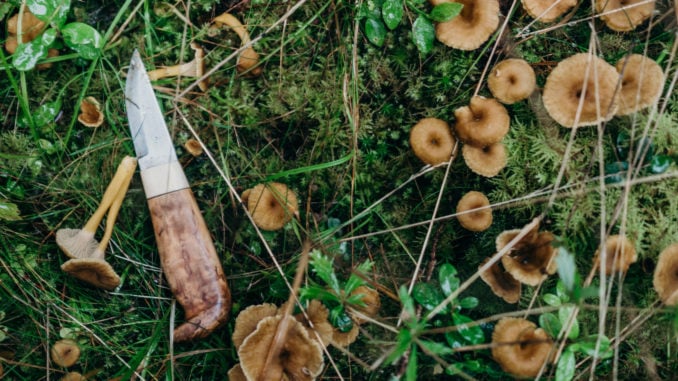 foraging-mushrooms-swedish-lapland