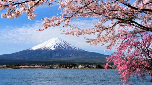 mount-fuji-with-blossom