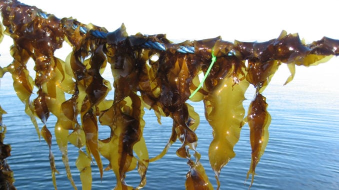 austevoll-seaweed-farm