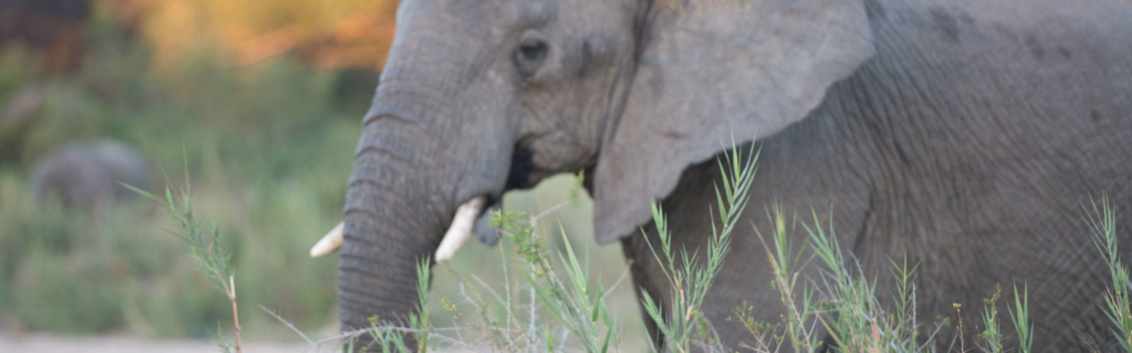 Elephant eating grass, Africa