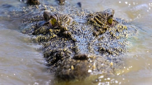 australia-crocodile