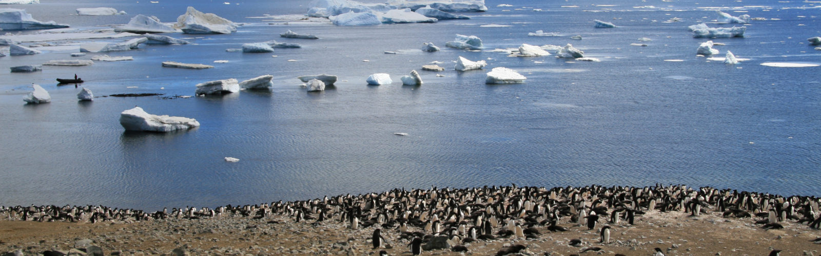 south-shetland-penguins