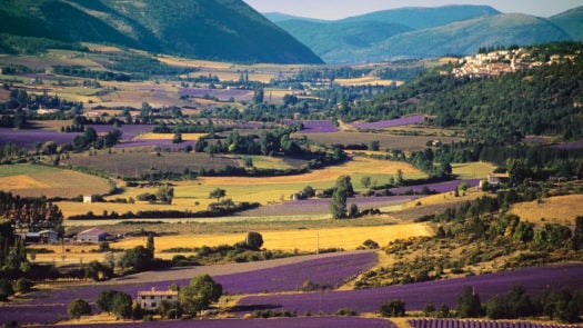 provence-lavender-france