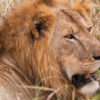 Male lion lying in the long grass of Tarangire National Park, Tanzania