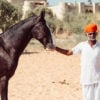 Horses in Mihir Garh, India