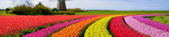 tulip-field-dutch-windmill-netherlands