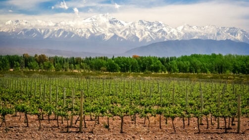 organic-vineyards-mendoza-argentina