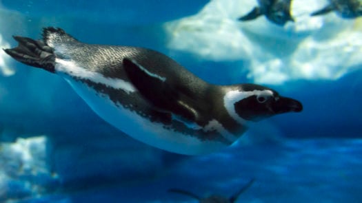 Penguin underwater, Antarctica