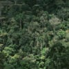 bwindi-impenetrable-forest-uganda
