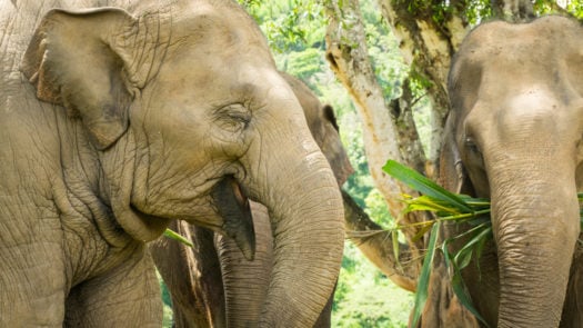 elephants-chiang-mai-thailand