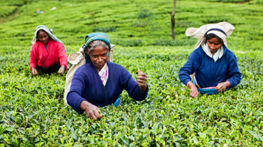 tamil-tea-pickers-sri-lanka