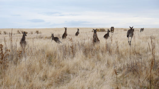 Kangaroos in the plains