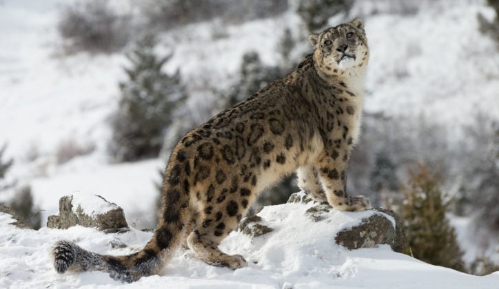snow-leopard-ladakh-india