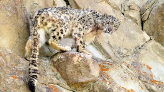 snow-leopard-lodge-ladakh-india