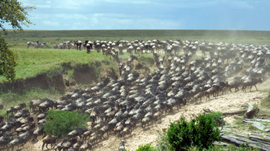 wildebeest-migration-river-crossing-mara-river-kenya