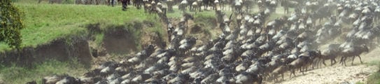 wildebeest-great-migration-river-crossing-kenya