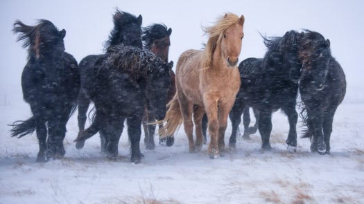 icelandic-horses-iceland