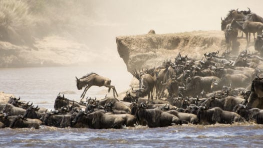 Wildebeest river crossing, the Great Migration, Serengeti, Tanzania