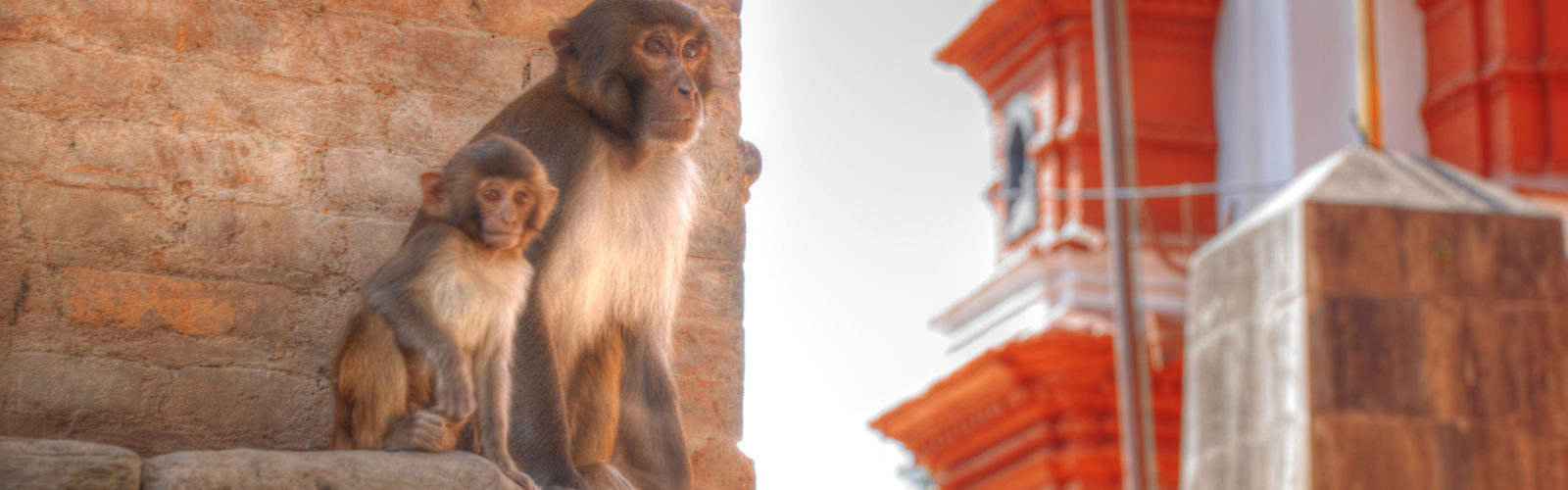 pashupatinath-monkeys