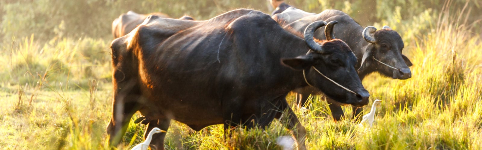 chitwan-buffalo