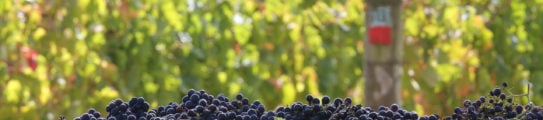 mornington-grapes