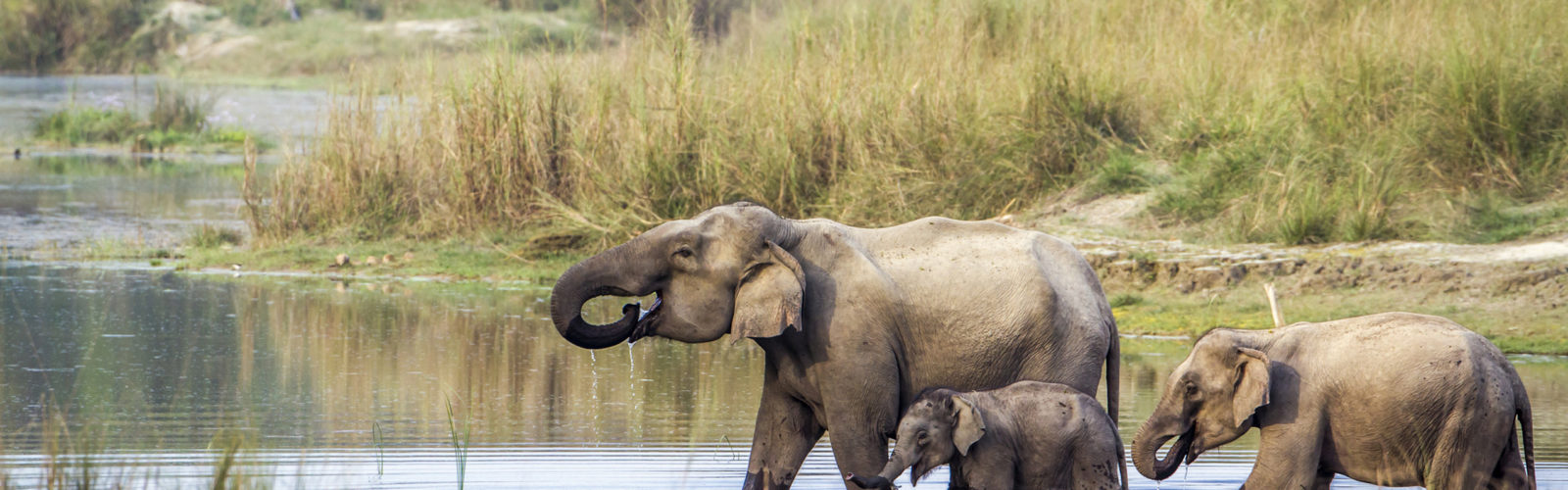 bardia-national-park-nepal-elephants