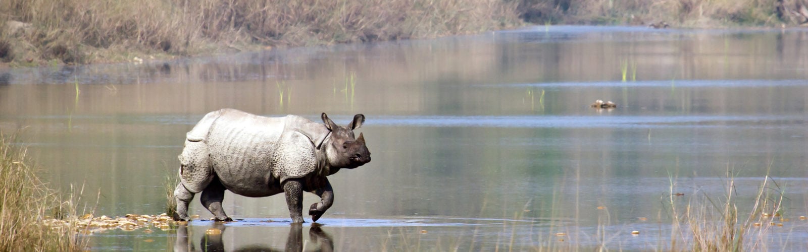 bardia-national-park-nepal-rhino