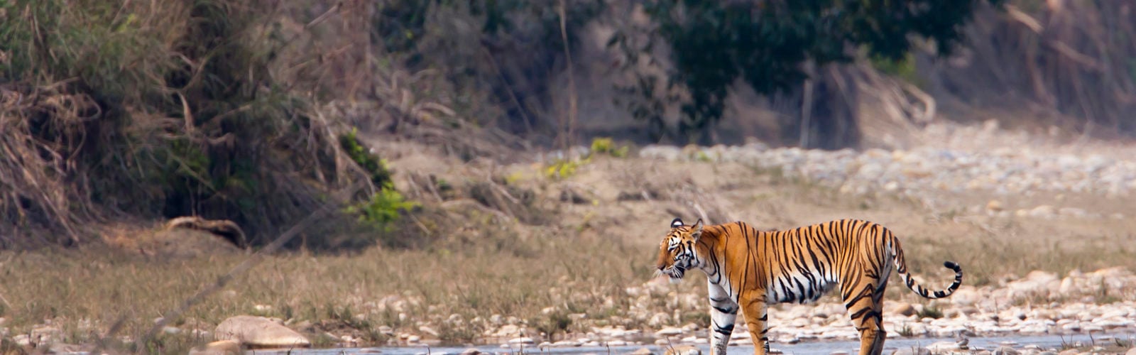 bardia-national-park-nepal-tiger