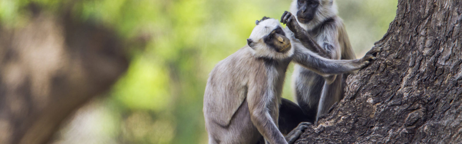 bardia-monkeys