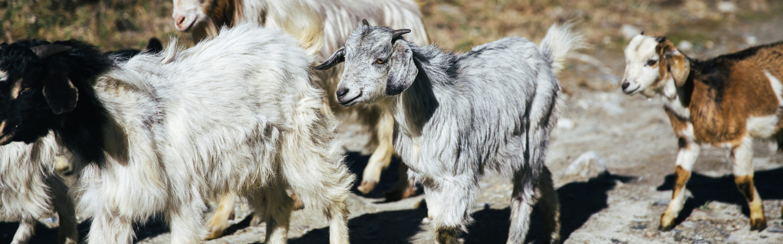 annapurna-region-goats