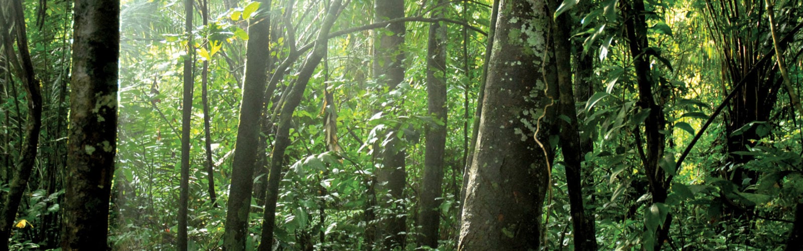 Trees of the Peruvian Amazon Rainforest