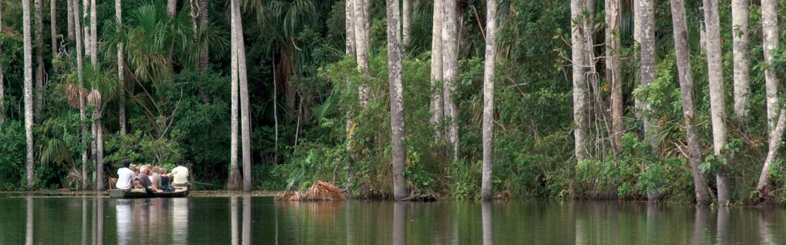 Amazon rainforest in Peru