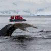 whale-passengers-antarctic-peninsula