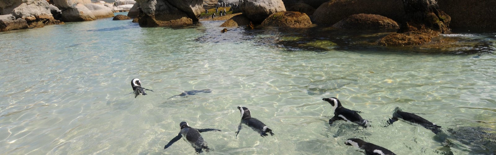 Penguins swimming at Boulders Beach.