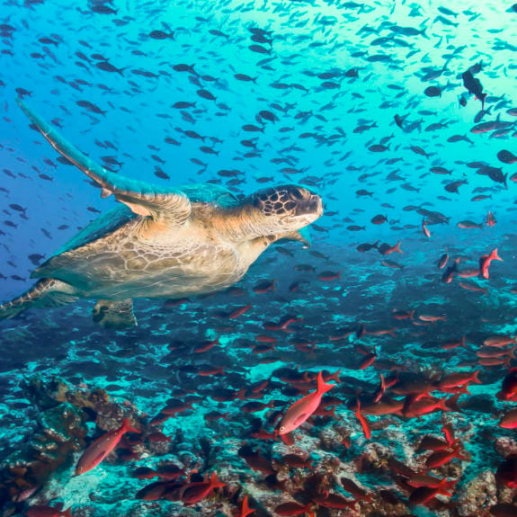 turtle-fish-underwater-galapagos-islands