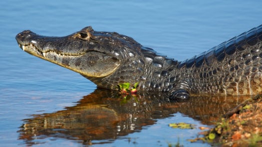 Caiman photographed in the Northern Pantanal / State Mato Grosso / Brazil