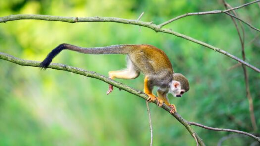 colombia-amazon-monkey