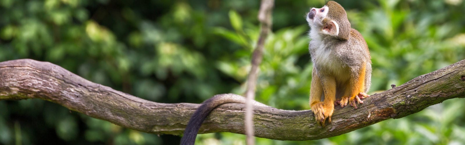 colombia-amazon-monkey