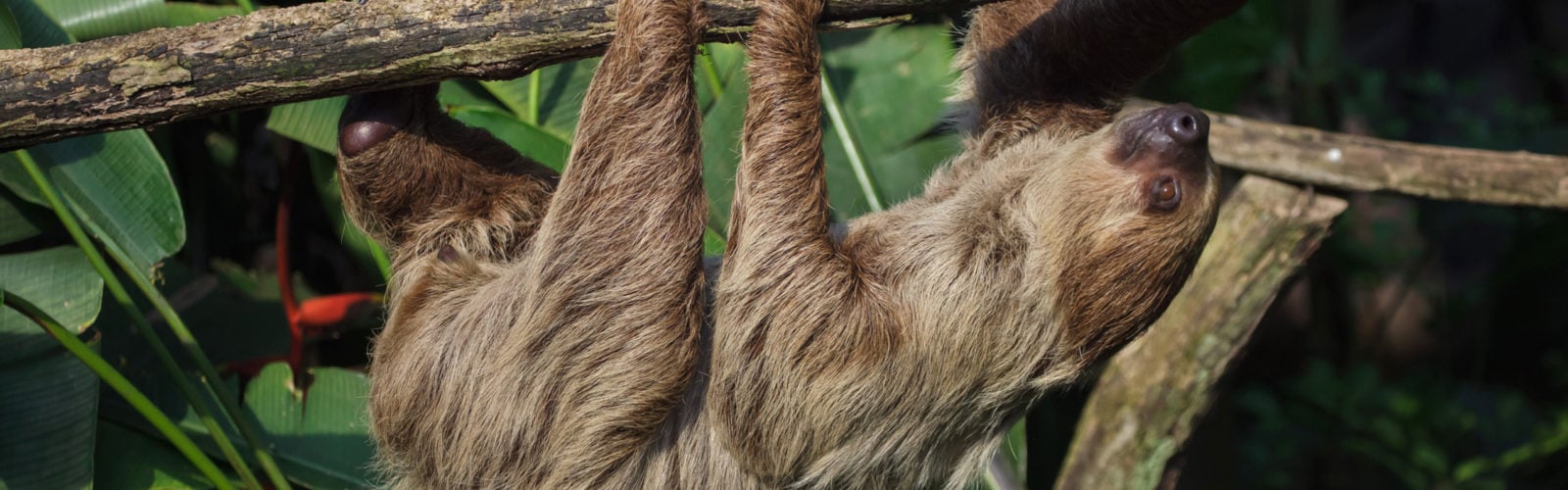 colombia-amazon-sloth