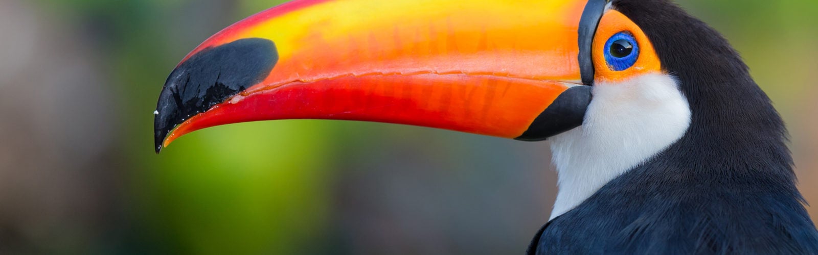 colombia-amazon-toucan