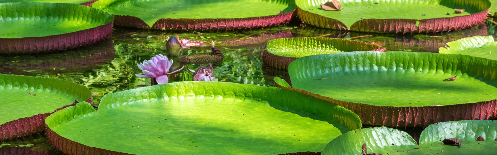 colombia-amazon-water-lily