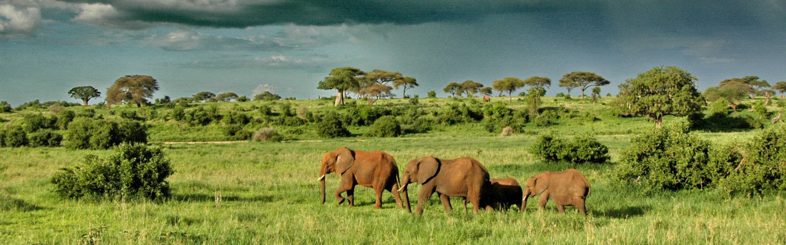 Olivers-Camp-Elephants-under-dramatic-clouds