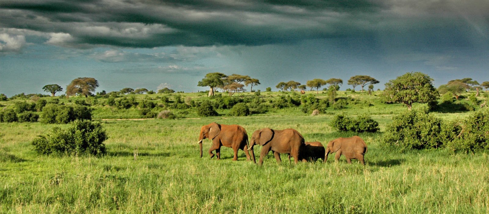 Olivers-Camp-Elephants-under-dramatic-clouds